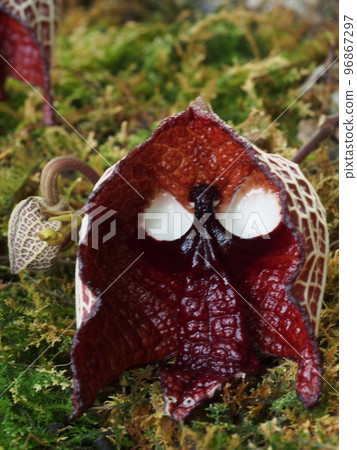 薩爾瓦多馬兜鈴 薩爾瓦多馬兜鈴 96867297