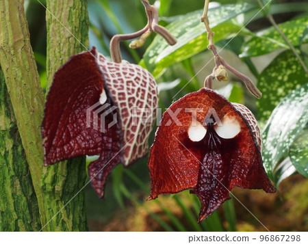 薩爾瓦多馬兜鈴 薩爾瓦多馬兜鈴 96867298