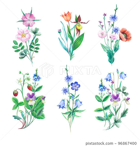 Bouquets of wild field and meadow plants. Watercolor botanical illustrations for invitations, greeting cards and design. Bouquets of wild field and meadow plants. Watercolor botanical illustrations for invitations, greeting cards and design. 96867400