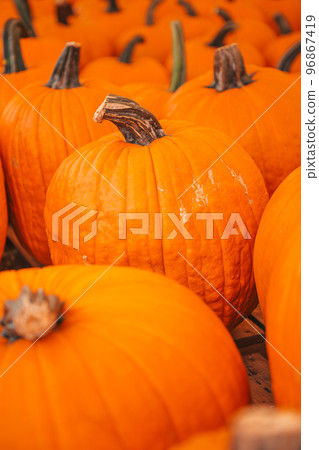 Large orange pumpkin at farmers market at pumpkin patch Large orange pumpkin at farmers market at pumpkin patch 96867419