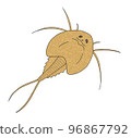 Kabuto shrimp 96867792