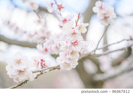 Close-up of plum blossoms (white plum) Close-up of plum blossoms (white plum) 96867812