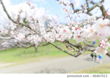 Close-up of plum blossoms (white plum) Close-up of plum blossoms (white plum) 96867813