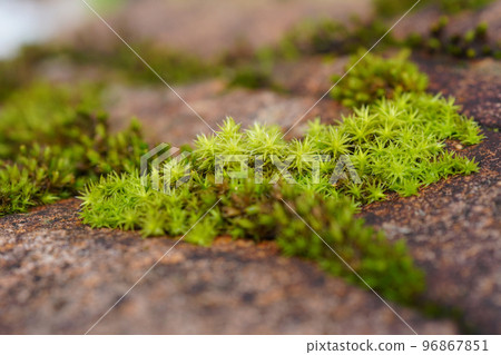 Is it the moss "Ezosunagoke" that sticks to the crevices of the stones? ...3 96867851