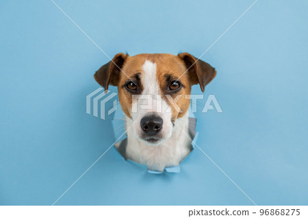 Funny dog muzzle from a hole in a paper blue background. Copy space.  96868275