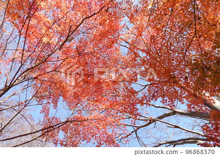 Autumn leaves 96868370