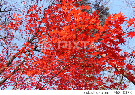 Autumn leaves Autumn leaves 96868378