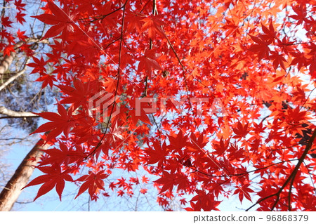 Autumn leaves Autumn leaves 96868379