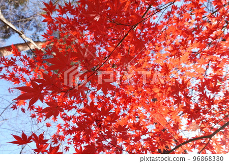Autumn leaves Autumn leaves 96868380
