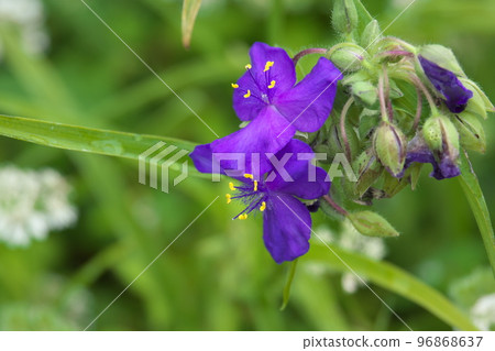 Tradescantia 紫花【綠底】 96868637