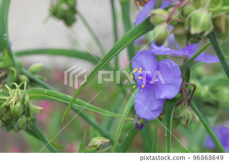 Purple flower of Tradescantia [green background] 96868649