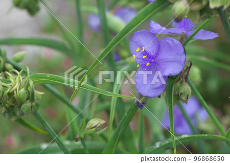 Tradescantia 紫花【綠底】 Tradescantia 紫花【綠底】 96868650