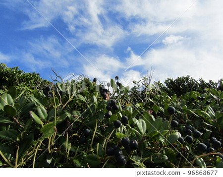 Oita purple fruit 96868677