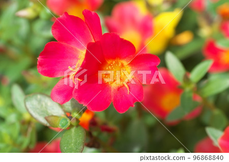 馬齒莧紅花【綠底】 96868840