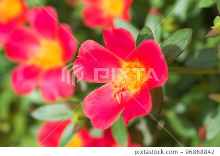 馬齒莧紅花【綠底】 96868842