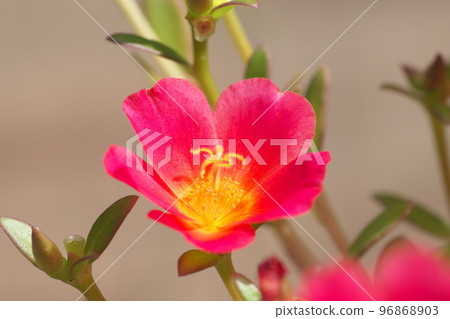 馬齒莧紅色的花 96868903