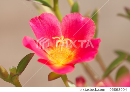 portulaca red flower 96868904