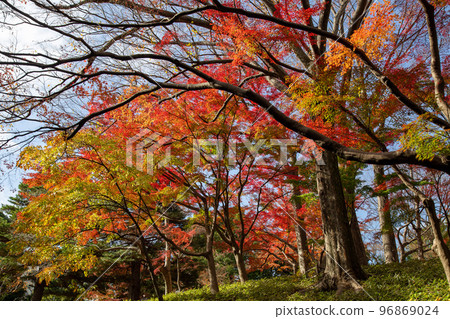五顏六色的秋葉在陽光明媚的天氣中閃耀 96869024