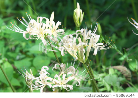 White flowers of cluster amaryllis [green background] 96869144