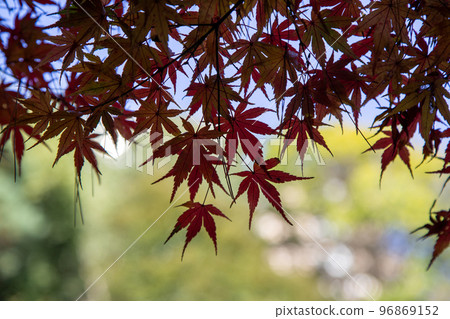 楓葉染紅的形象 96869152