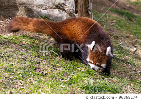 EOSR6.Hiroshima City, Wandering Red Panda. EOSR6.Hiroshima City, Wandering Red Panda. 96869174