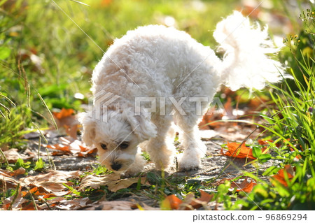 maltipoo 便便 96869294