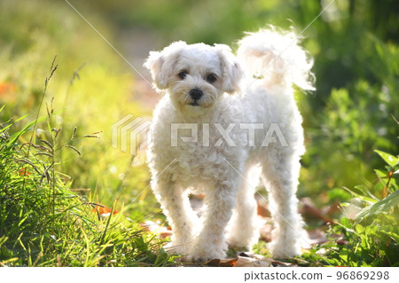 maltipoo in the meadow maltipoo in the meadow 96869298