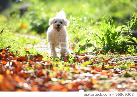 落葉中的 Maltipoo 落葉中的 Maltipoo 96869308