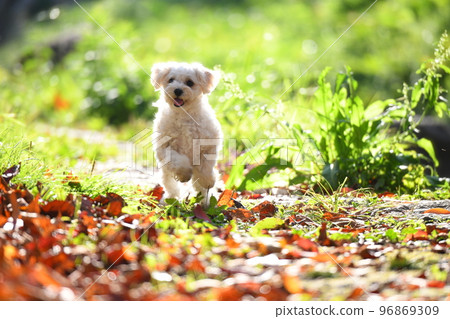 落葉中的 Maltipoo 落葉中的 Maltipoo 96869309