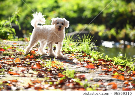落葉中的 Maltipoo 落葉中的 Maltipoo 96869310