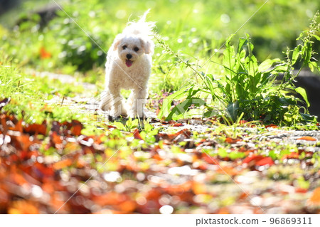 落葉中的 Maltipoo 96869311