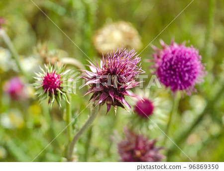 Closeup of a thistle flower on a stem in dense green grass against the background of other thistle flowers 96869350