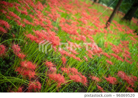 Cluster amaryllis red spider lily in a drawstring field in Saitama Cluster amaryllis red spider lily in a drawstring field in Saitama 96869520