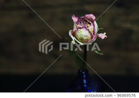 A single dried rose flower 96869576