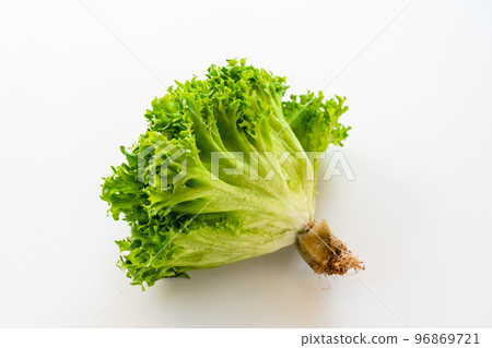 Frill lettuce Frill lettuce 96869721