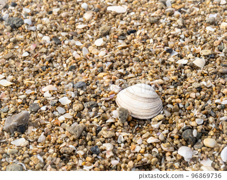 Sea shells on the beach. Sea shells on the beach. 96869736