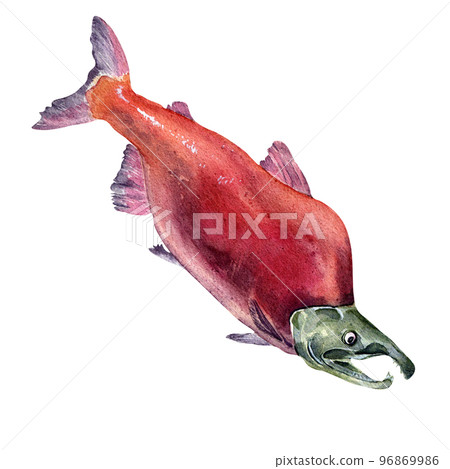 Single sockeye salmon, coho watercolor illustration isolated on white background. Single sockeye salmon, coho watercolor illustration isolated on white background. 96869986