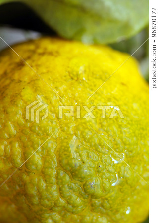 A macro-up image of a yellow-colored yuzu before harvest with raindrops remaining. A macro-up image of a yellow-colored yuzu before harvest with raindrops remaining. 96870172
