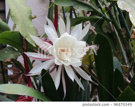 My family's moonlight beauty that bloomed in November 96870349