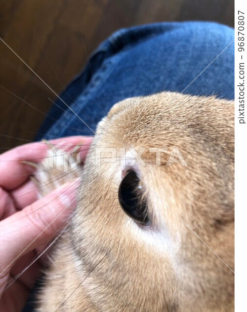 Rabbit on the knee Rabbit on the knee 96870807
