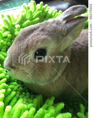 rabbit on green mat rabbit on green mat 96870808