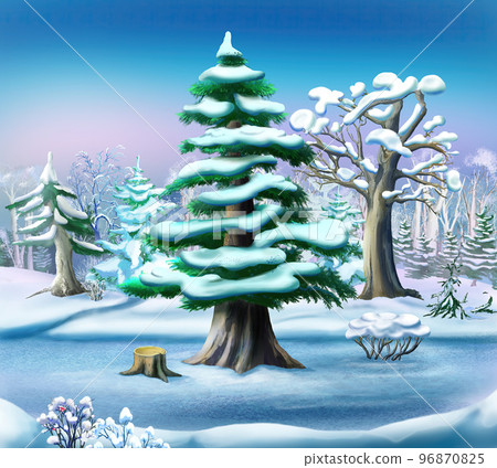 Snow-covered Pine Tree in a Winter Forest Snow-covered Pine Tree in a Winter Forest 96870825