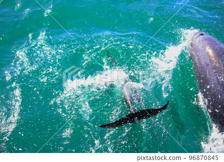 Wild dolphin Wild dolphin 96870845