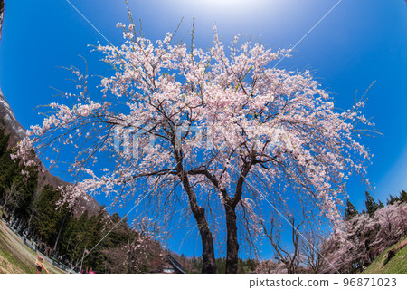 Cherry Blossoms	 96871023