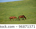 Cape Toii Horse 96871371