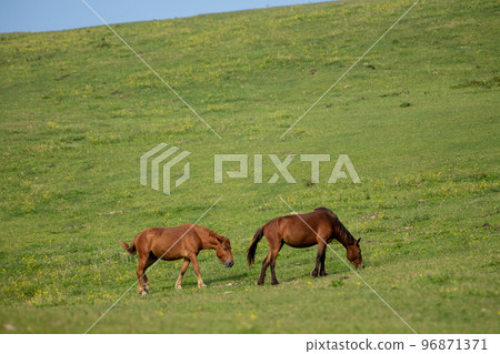 Cape Toii Horse 96871371