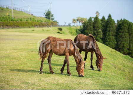 Cape Toii Horse Cape Toii Horse 96871372