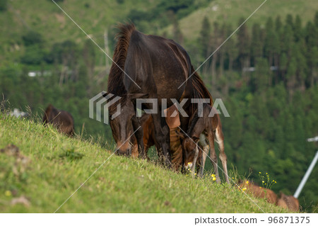 Cape Toii Horse Cape Toii Horse 96871375