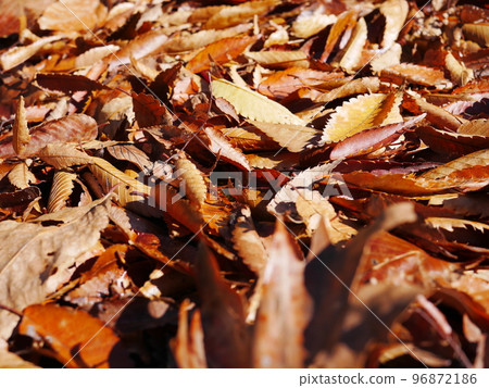 Autumn season Enjoy the carpet of fallen leaves Copy space Autumn treasure Autumn season Enjoy the carpet of fallen leaves Copy space Autumn treasure 96872186