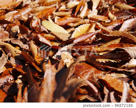 Autumn season Enjoy the carpet of fallen leaves Copy space Autumn treasure 96872188